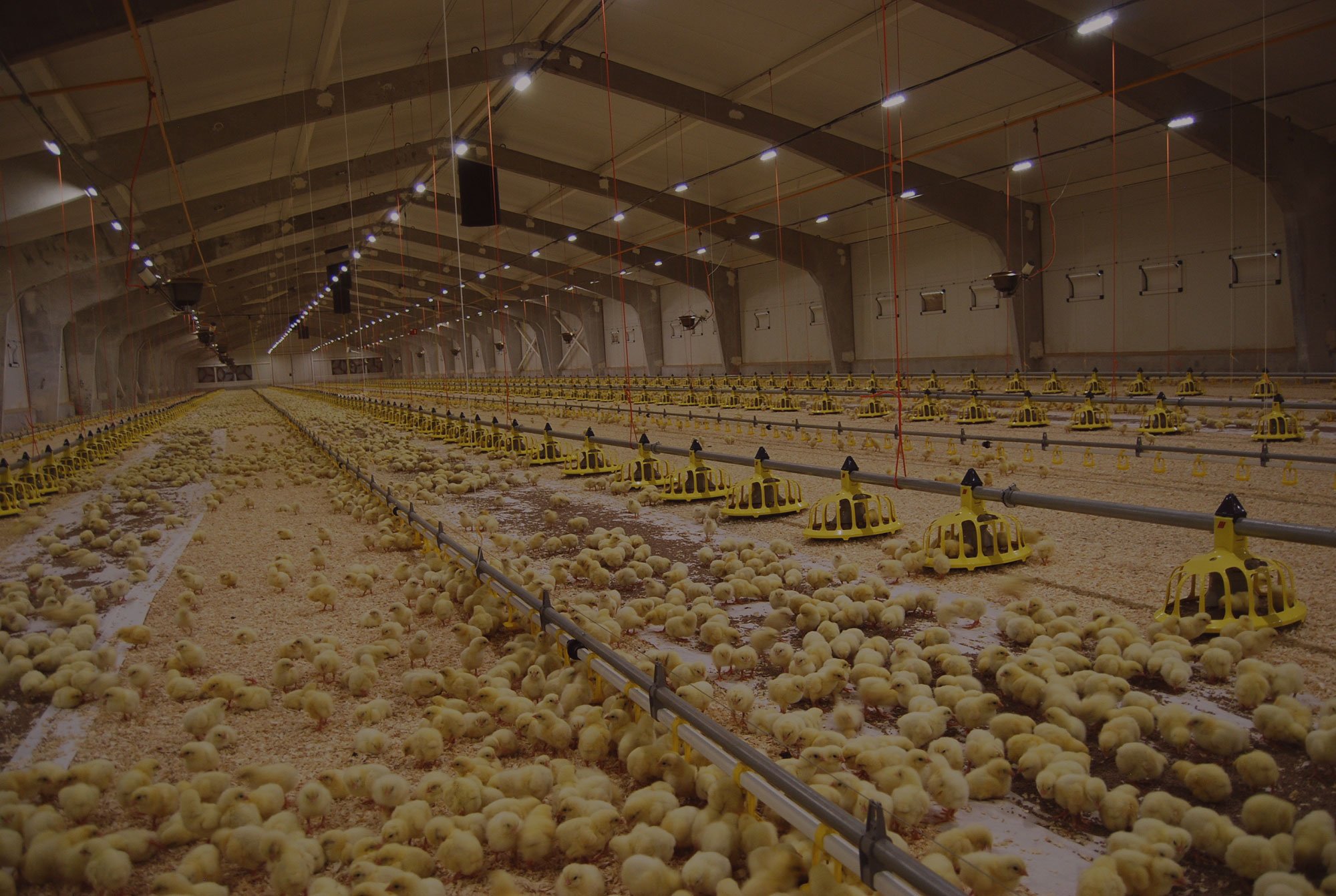  POULTRY / BROILER MGT. <br> INFORMATION SYSTEM